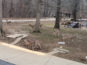 Shepherdsville KY Deer